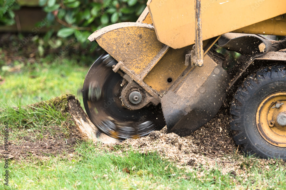 Tree Stump Removal by Happy Services London