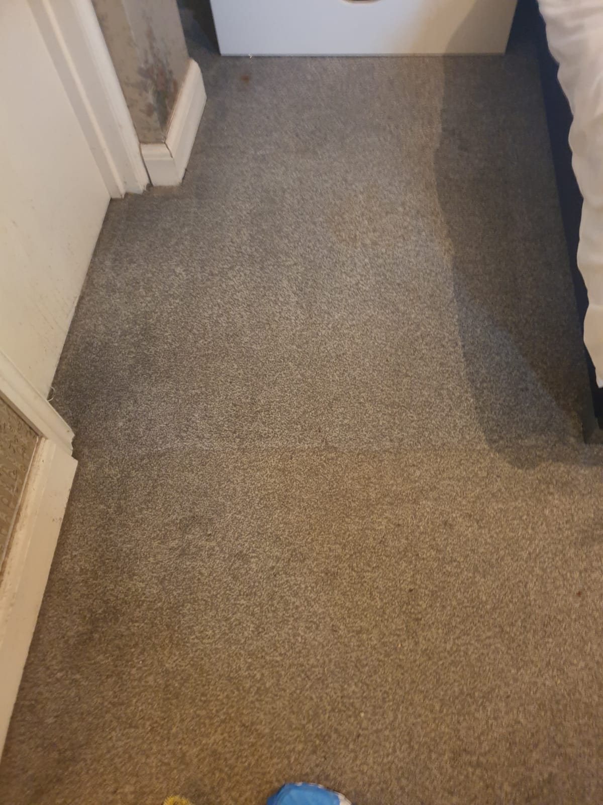 carpet cleaner near me