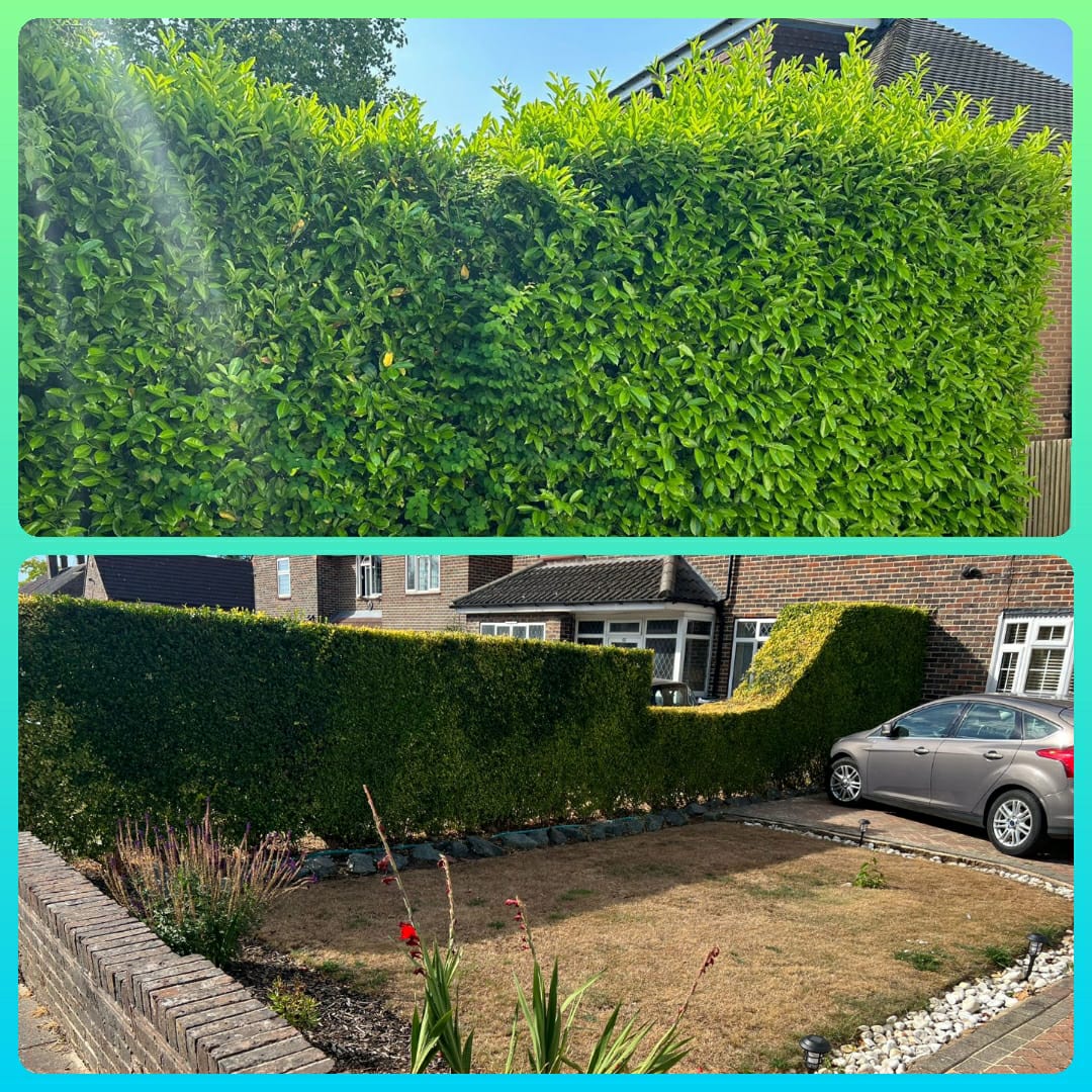 Trimming Bushes to Perfection by Happy Services London